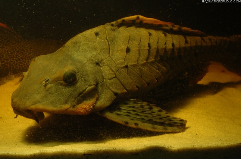 Pseudorinelepis sp. (L095)