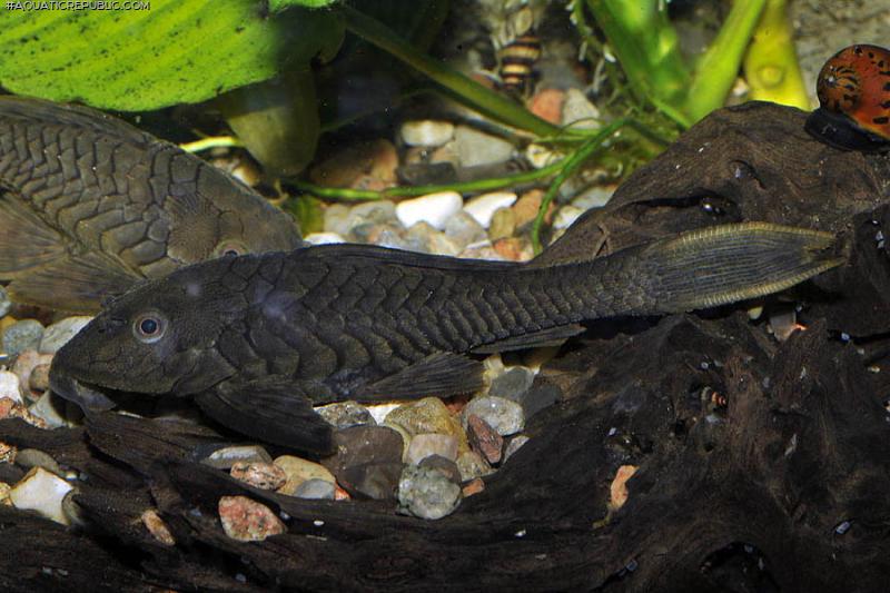 Pseudorinelepis sp. (L152)