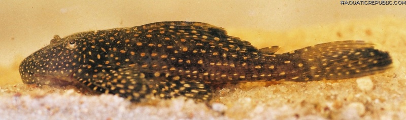 Pterygoplichthys chrysostiktos