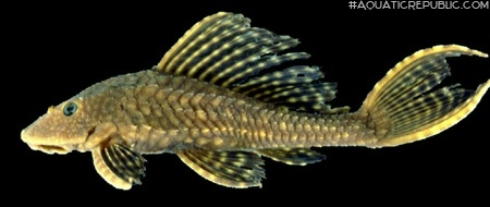 Pterygoplichthys disjunctivus
