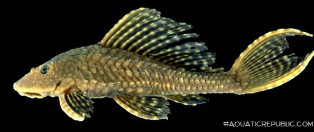 Pterygoplichthys disjunctivus