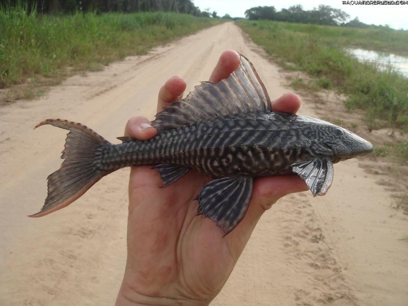 Pterygoplichthys disjunctivus