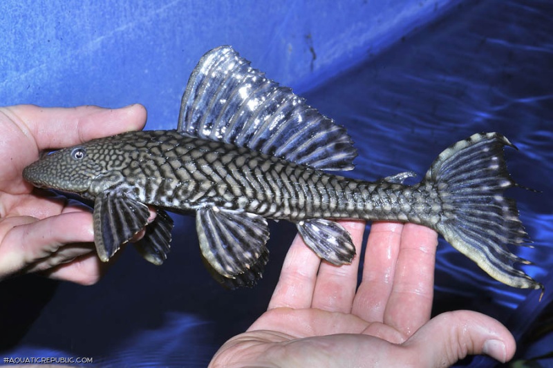 Pterygoplichthys disjunctivus