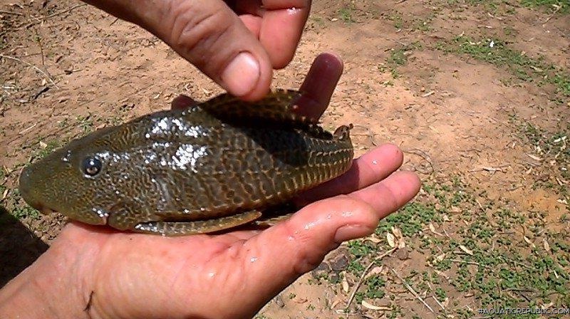 Pterygoplichthys etentaculatus