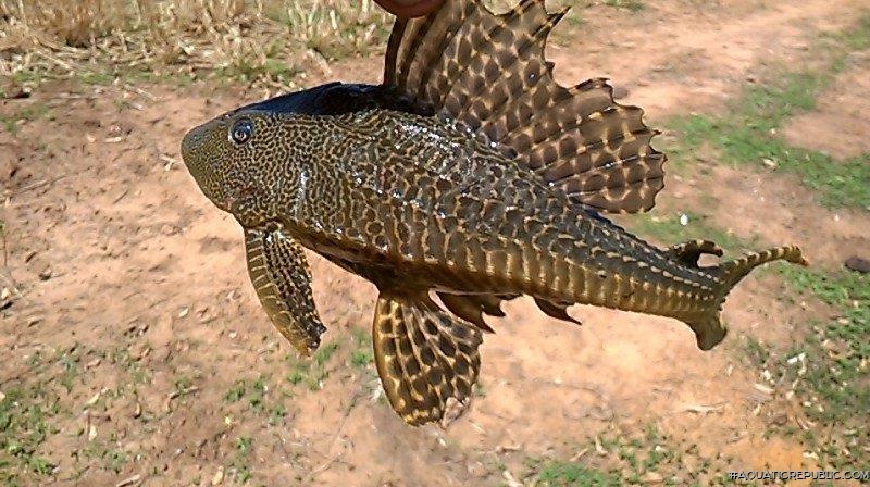 Pterygoplichthys etentaculatus