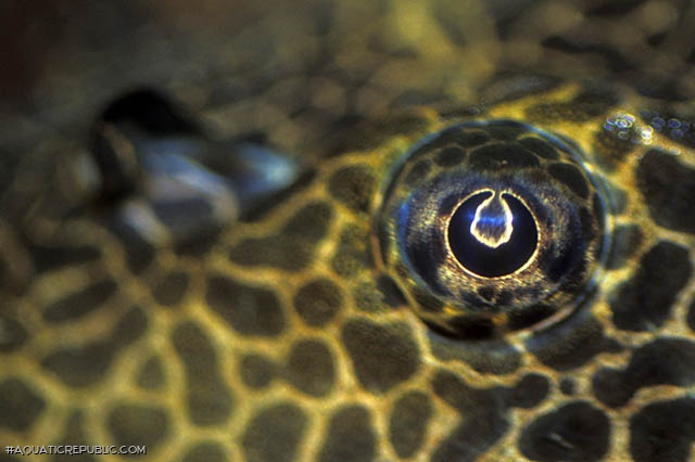 Pterygoplichthys gibbiceps