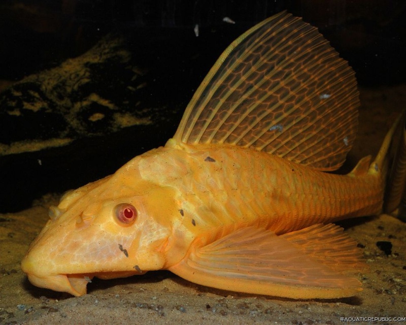 Pterygoplichthys gibbiceps