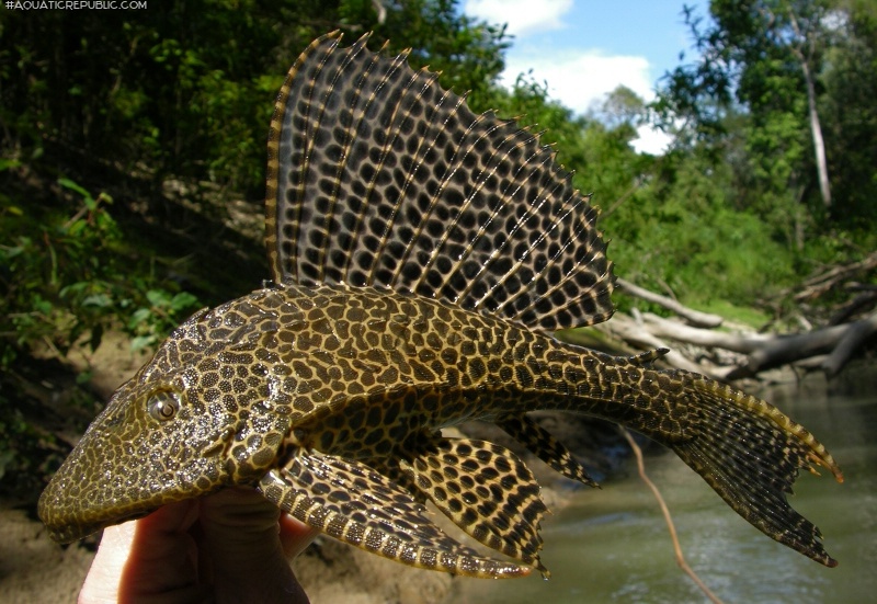 Pterygoplichthys gibbiceps