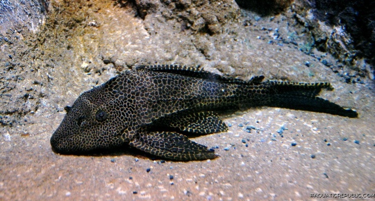 Pterygoplichthys gibbiceps