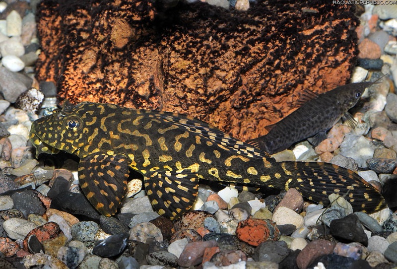 Pterygoplichthys joselimaianus