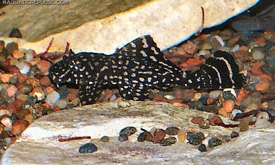 Pterygoplichthys joselimaianus