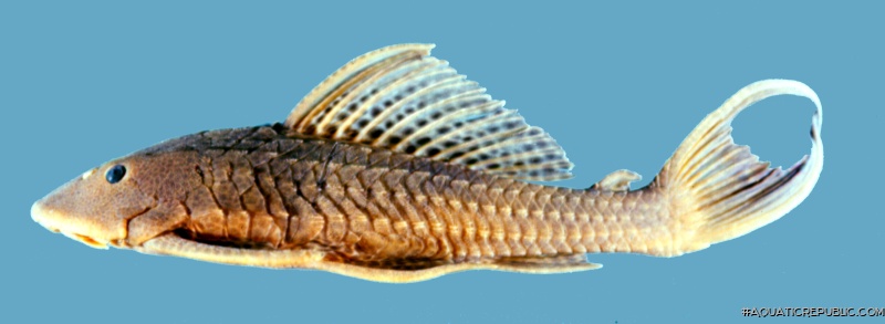 Pterygoplichthys multiradiatus