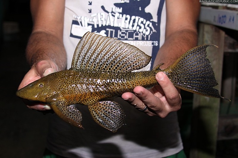 Pterygoplichthys punctatus