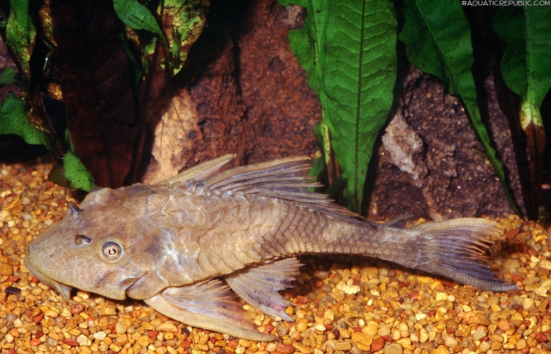 Pterygoplichthys scrophus