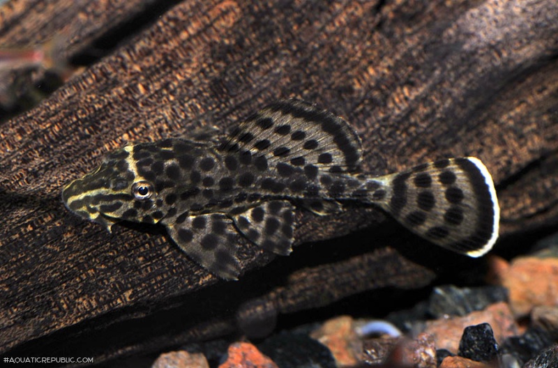 Pterygoplichthys weberi