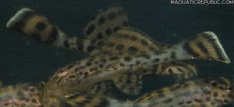 Pterygoplichthys weberi