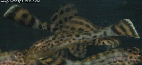 Pterygoplichthys weberi