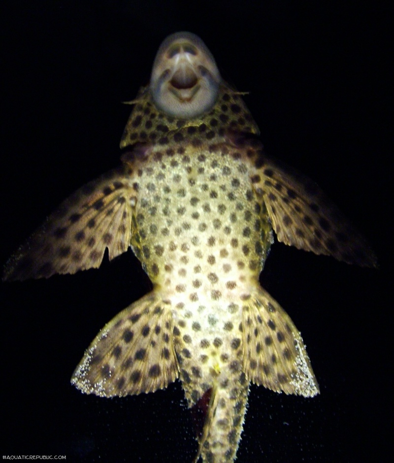 Pterygoplichthys weberi