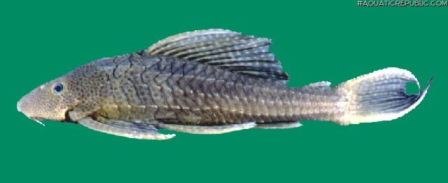 Pterygoplichthys zuliaensis