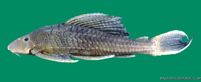 Pterygoplichthys zuliaensis