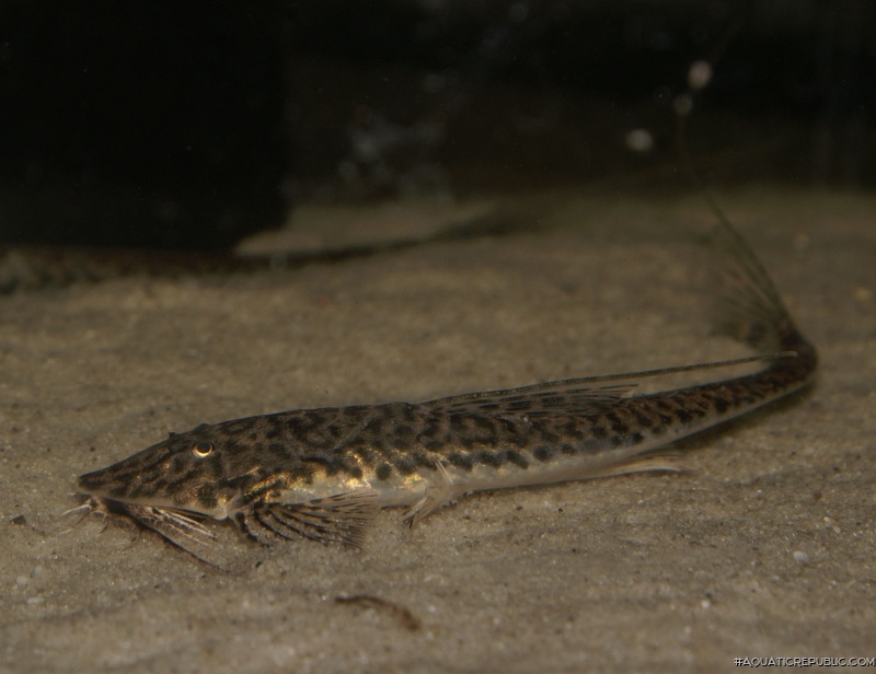 Rhadinoloricaria ommation