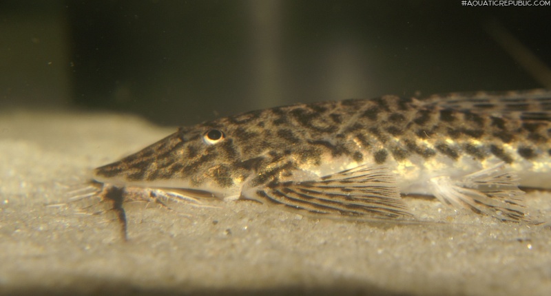 Rhadinoloricaria ommation