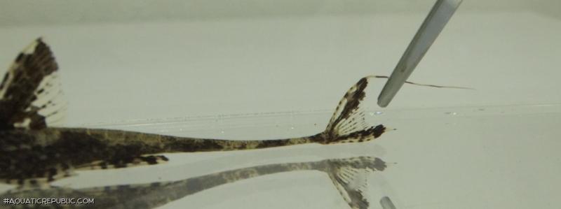 Rineloricaria heteroptera