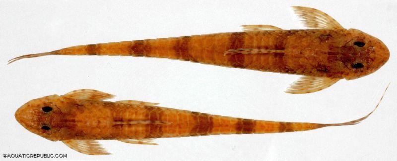 Rineloricaria jubata