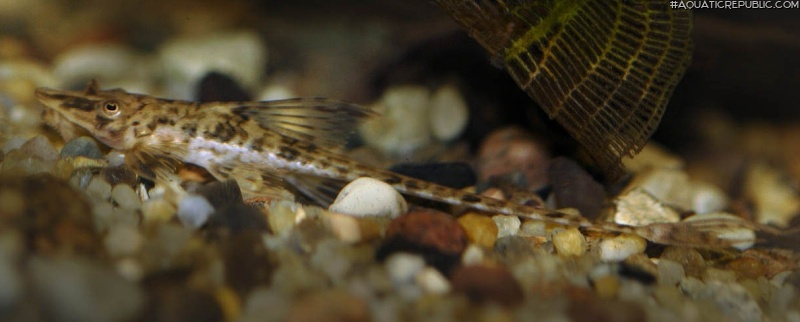 Rineloricaria parva