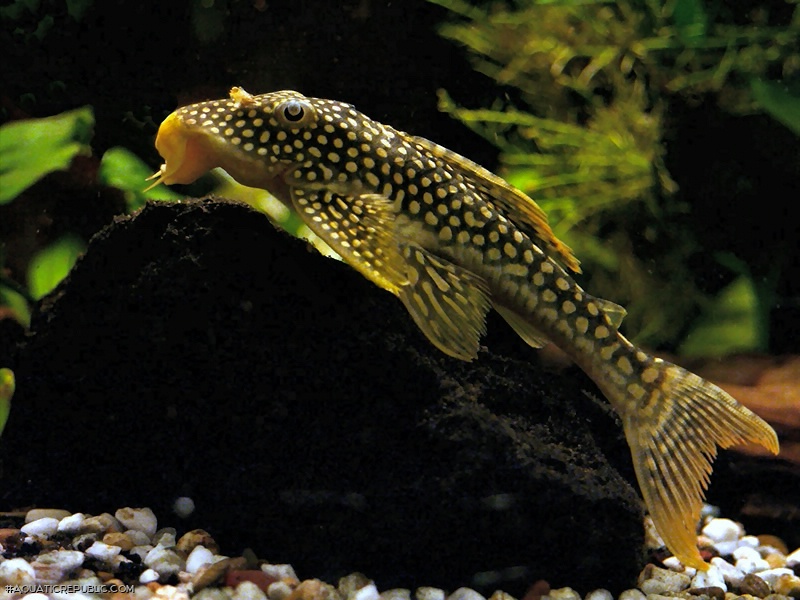 Scobinancistrus aureatus