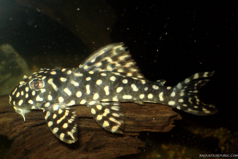 Scobinancistrus cf. pariolispos