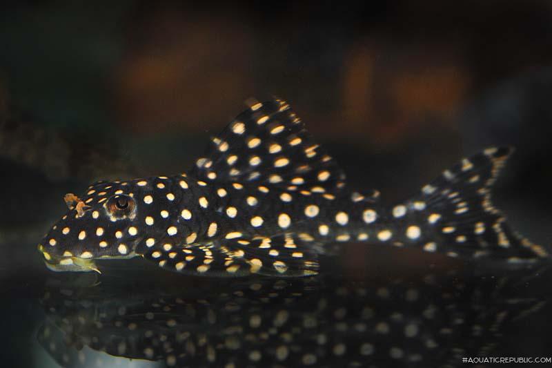 Scobinancistrus cf. pariolispos