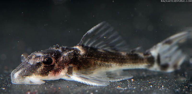 Scobinancistrus raonii