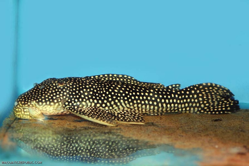 Scobinancistrus sp. (L253)