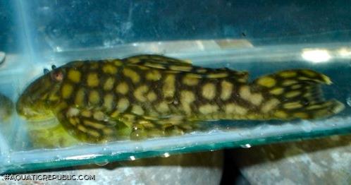 Spectracanthicus cf. zuanoni