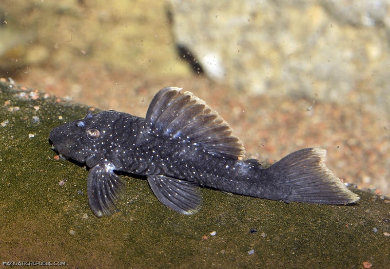 Spectracanthicus murinus