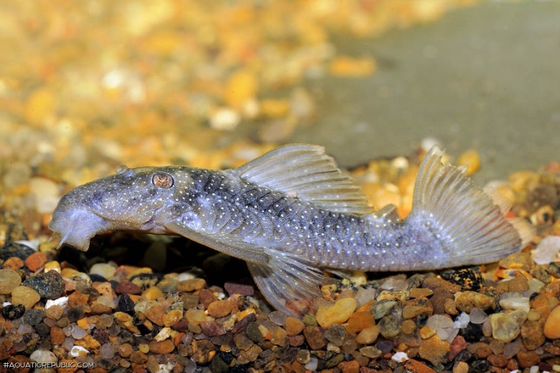 Spectracanthicus murinus