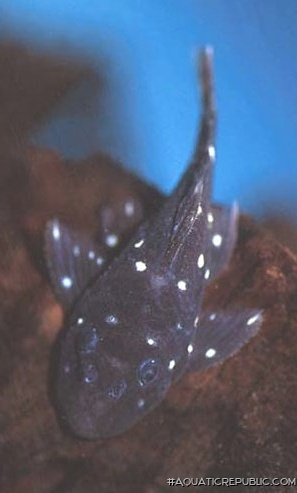 Spectracanthicus sp. (L254)