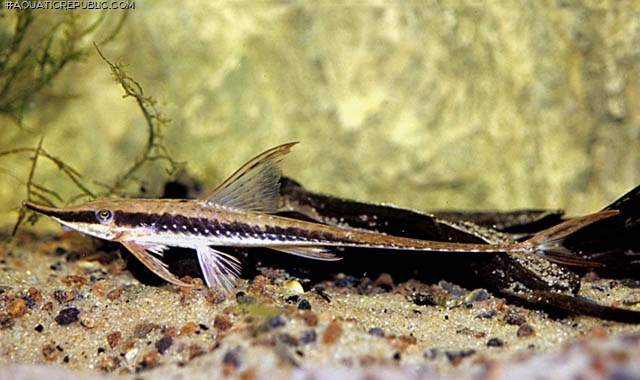 Sturisoma barbatum