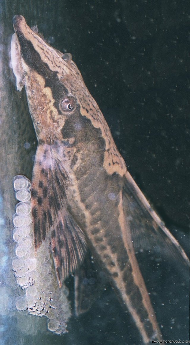 Sturisomatichthys aureus