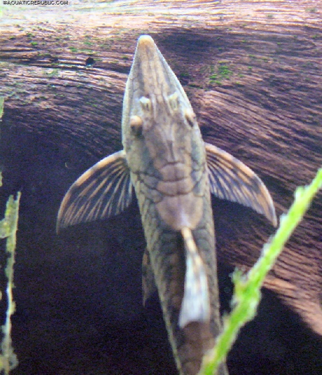 Sturisomatichthys aureus