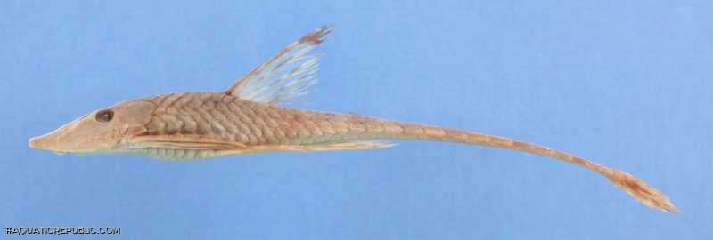 Sturisomatichthys caquetae