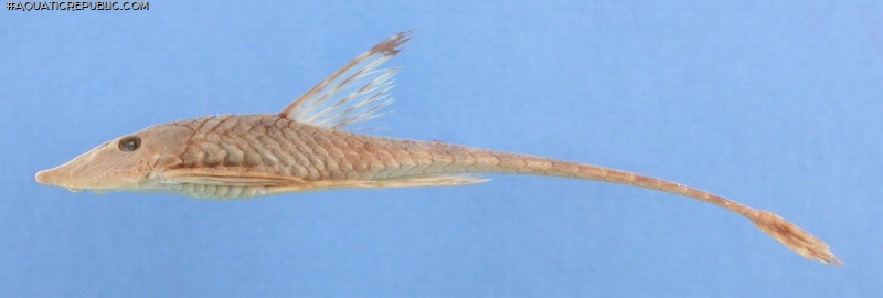 Sturisomatichthys caquetae