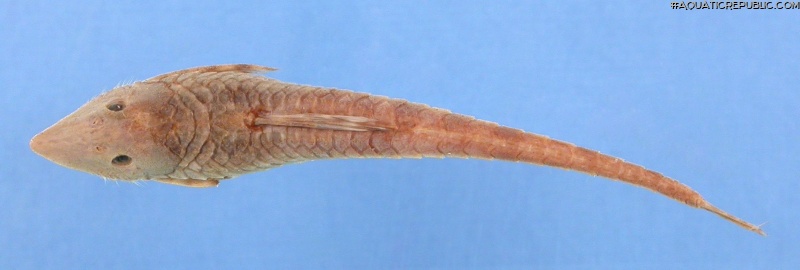 Sturisomatichthys caquetae