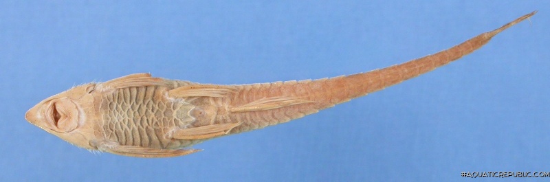 Sturisomatichthys caquetae