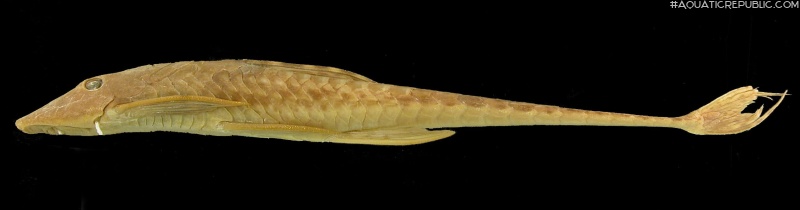 Sturisomatichthys citurensis