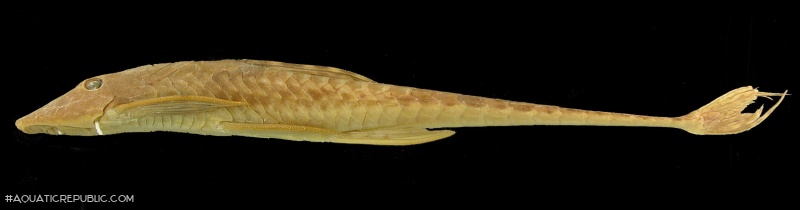 Sturisomatichthys citurensis