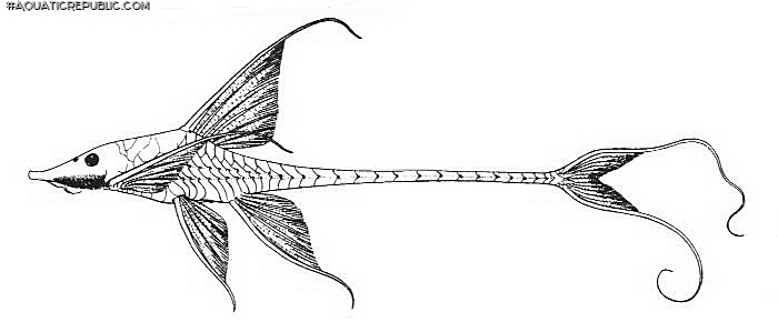 Sturisomatichthys festivus