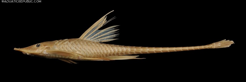 Sturisomatichthys kneri