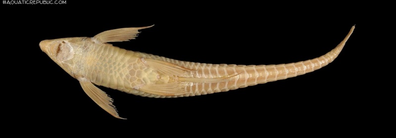 Sturisomatichthys kneri